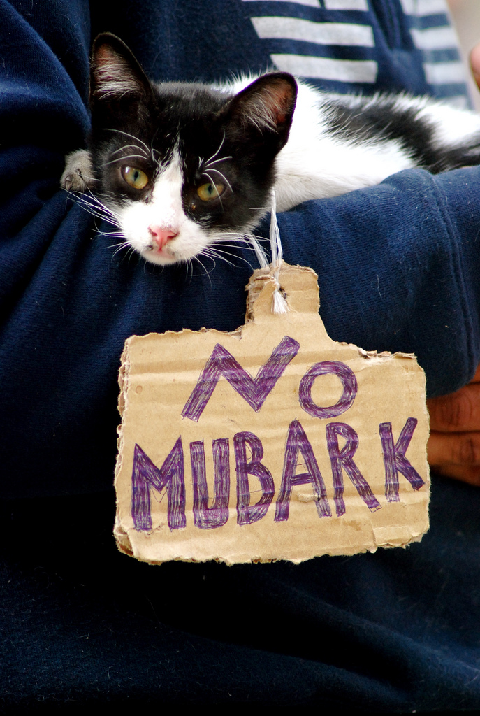 Katze gegen Mubarak (Foto: Rowan El Shimi (flickr))